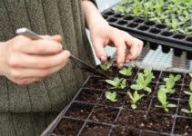 person holding green plant on black plastic pot
