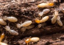 Termite Treatment