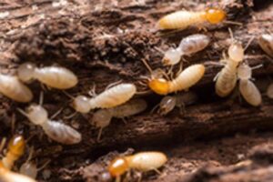 Termite Treatment