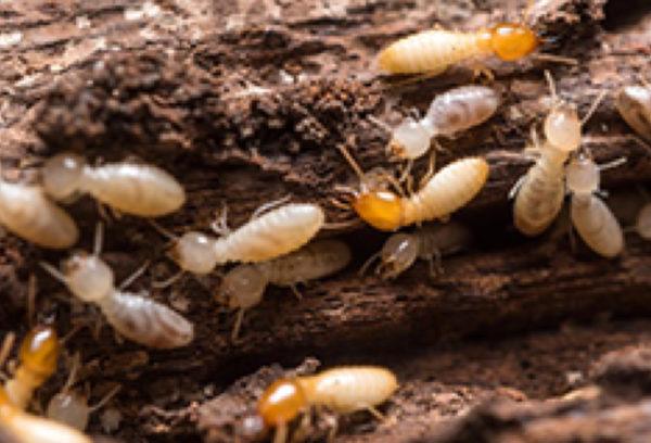 Termite Treatment