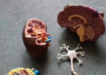 brown human organs learning equipment