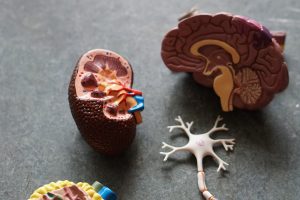 brown human organs learning equipment