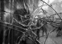 a black and white photo of a tree